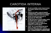 5. Arteria Carotida Int.
