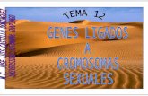 Tema 12 genes y cromosomas sexuales