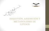 Metabolismo de-lipidos 2