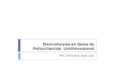 Electroforesis En Geles De Poliacrilamida  Unidimensional