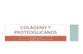 Colágeno y proteoglicanos terminada