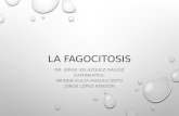 4. proceso de la fagocitosis (27 ago-2013)