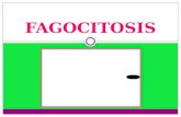Proceso de la Fagocitosis