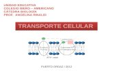 Clase transporte celular diapositivas