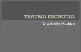 trauma escrotal 2003