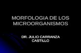 Morfologia de Los Microorganismos