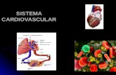 Estructura y Funcion-sistema Vascular