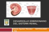 Desarrollo Embrionario Del Sistema Renal