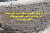 3. Ecología reproductiva del Pingüino de Humboldt - Marco Cardeña