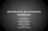 #09 Identificacion de nematodos intestinales.ppt