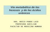 Via Metabolic A de La Hexosas y de Los Acidos Uronicos