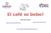 Recoleccion y Control de Calidad Del Cafe Cereza