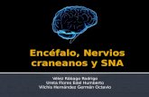 Desarrollo del Encéfalo, Nervios craneanos y SNA