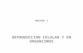 Reproduccion Organismos Tema 1 Ciclo Celular Tema2  por Biol Luis Lara Posse.