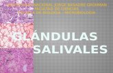 GLÁNDULAS SALIVALES -histologia