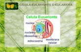Organelos celulares (1)