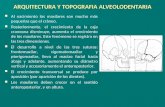 i Arquitectura y Topografia Alveolodentaria