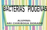 Expo Sic Ion de Bacterias Piogenas 2