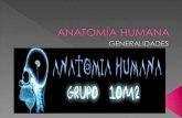 Anatomía Humana presentación