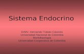 4. Ciclos endocrinos F
