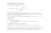 Adenosín trifosfato
