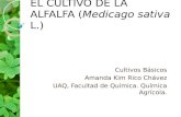 El Cultivo de La Alfalfa (Medicago Sativa l.)