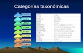 Tema 3 Categorías taxonómicas