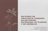 Factores de virulencia comunes a animales y plantas