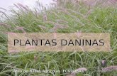 Plantas Dañinas final