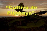 CULTIVO DE PITAHAYA Por: JENNER GUIDO BLACIDO YAURI