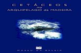 Cetáceos no Arquipélago da Madeira