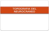 9.) Topografía del Neurocráneo - Prof. Pedro Bolívar