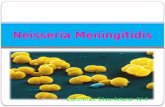 Niasseria Meningitidis