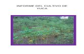 Informe de cultivo de yuca (H.J.C)