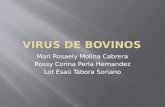 Virus de Bovinos