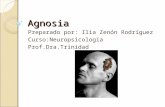 Agnosia PWP2003 Corregida