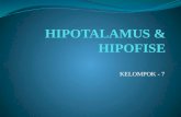 PRESENTASI HIPOFISIS KEL.7(FINAL)