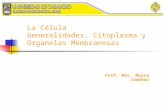 3.) Morfología Celular - Prof. Mayra Jiménez