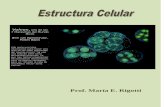 Estructura celular .PDF o  wikilibro