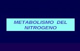 Metabolismo Nitrogenado