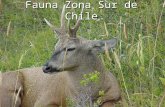 Fauna Zona Sur de Chile
