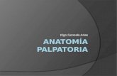 clase 1 Anatomía Palpatoria