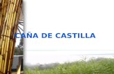 CAÑA DE CASTILLA
