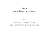 Virus en Platano y Banano