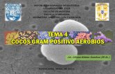TEMA 4 Enterococcus