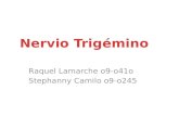 Ppt Trigemino (1)