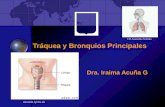 3.) Tráquea y Bronquios Principales - Prof. Iraima Acuña