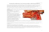 Anatomia Aplicada a Las Hemorragias Odontomaxilares