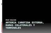 6.) Arteria Carótida Externa. Ramas Colaterales y Terminales - Prof. Pedro Bolívar