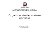 Organizacion Del Sistema Nervioso [Solo Lectura]